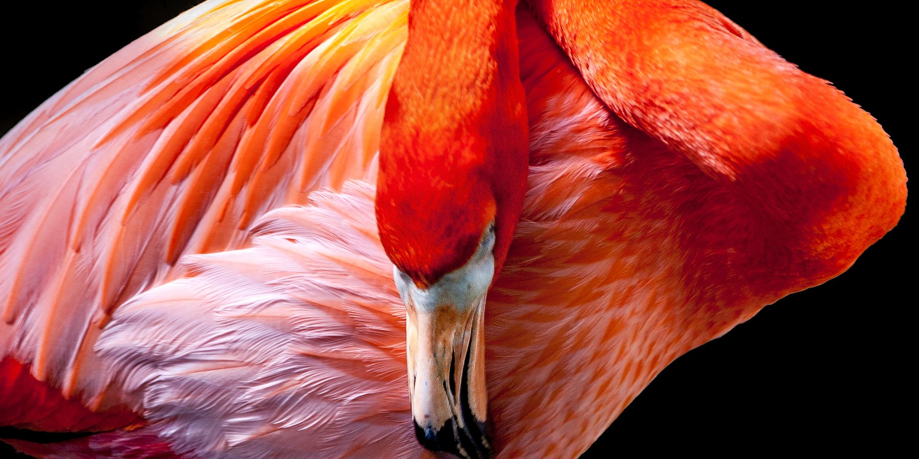 Photograph of a flamingo curled against a black ground, its feathers lit orange and pink.