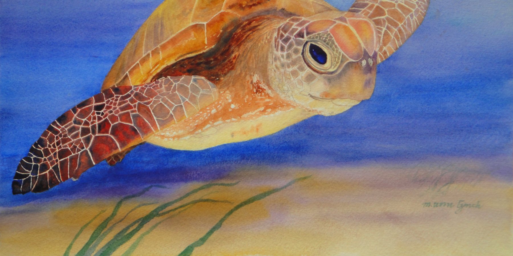Watercolor of a sea turtle swimming over pale seagrass in clear blue water.